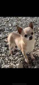 Chihuahua