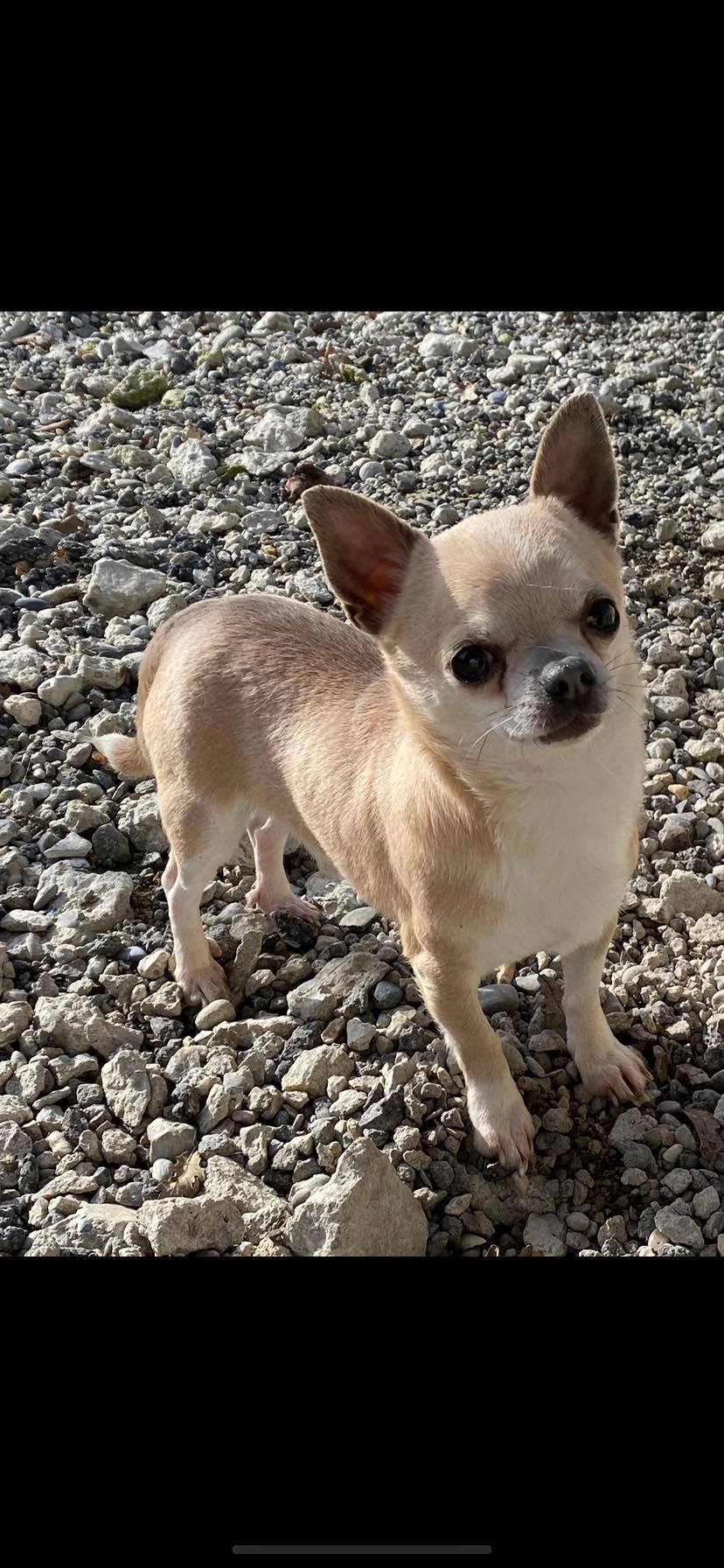 Chihuahua