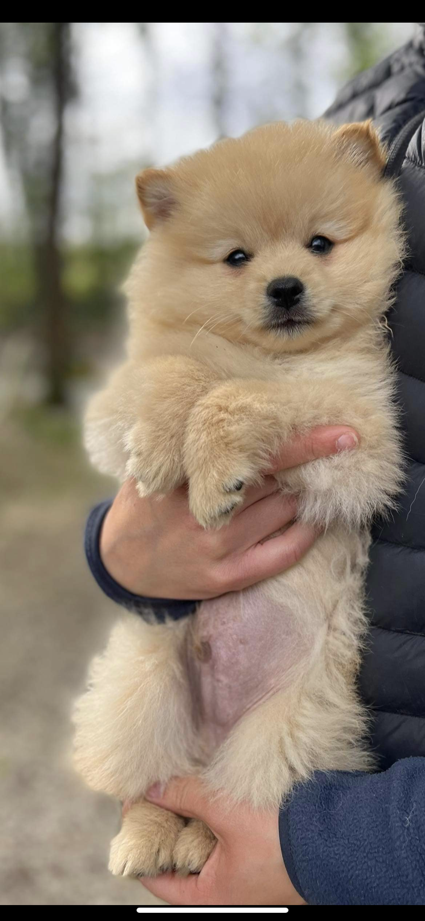 Spitz