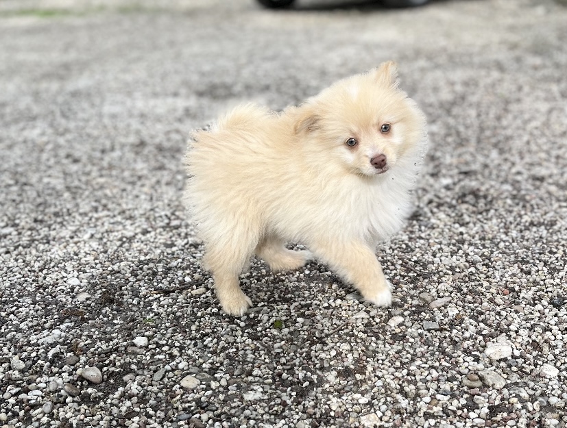 Spitz