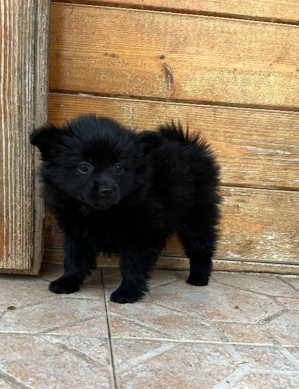 Chiot Spitz