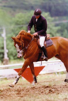 Entraînement de chevaux de sport CSO