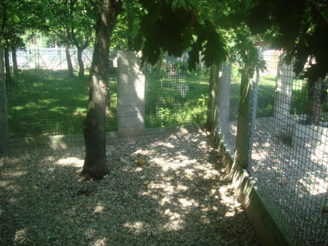 Pension chien