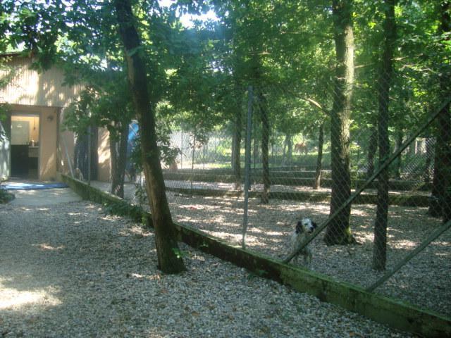 Pension chien