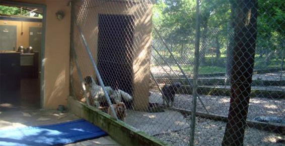 Pension chien