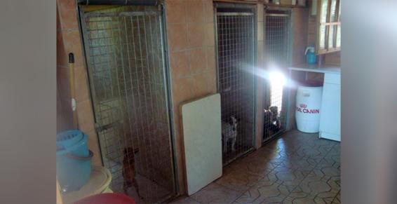 Pension chien