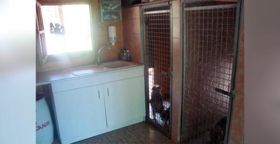 Pension chien