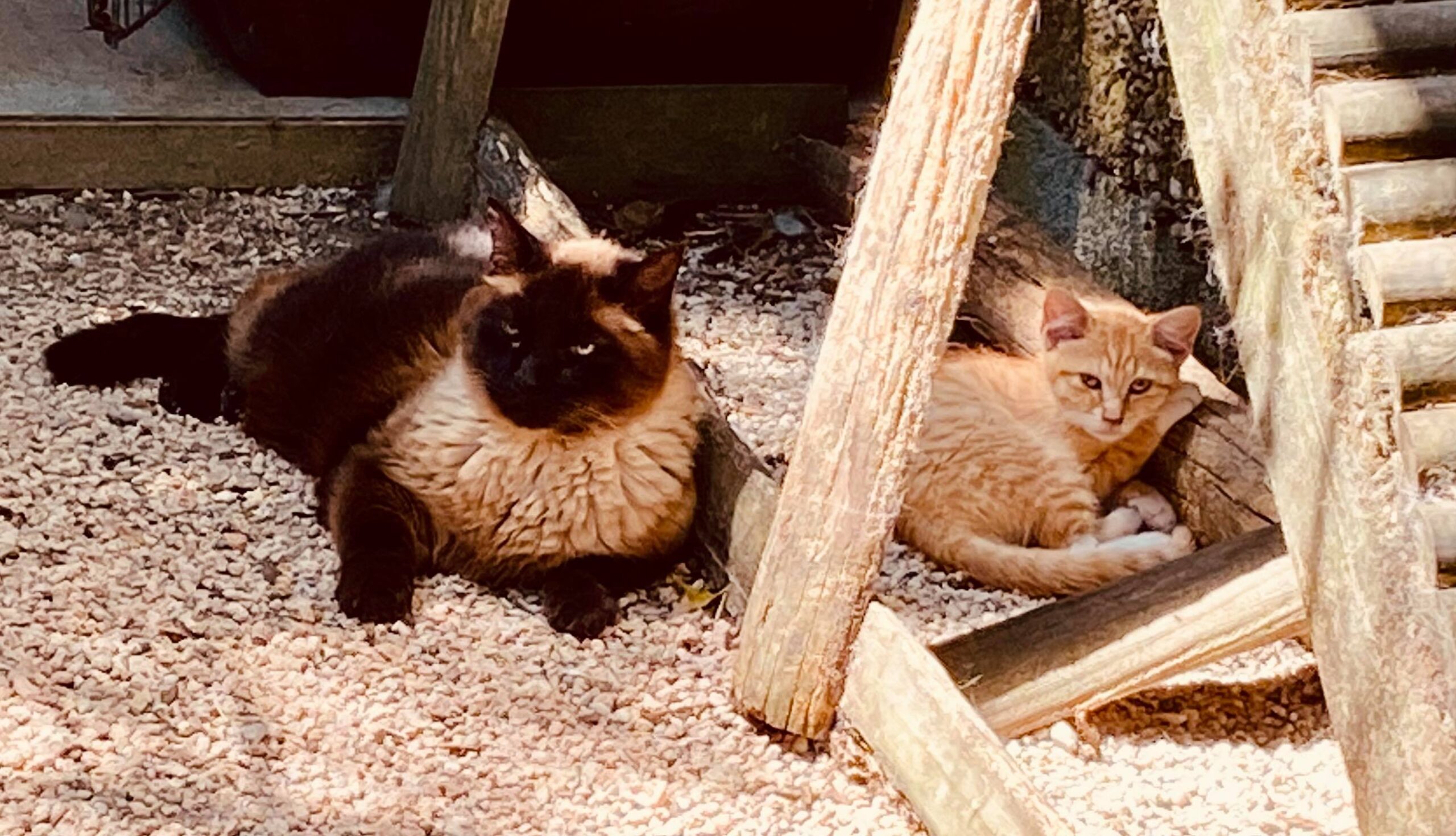 Pension pour chat