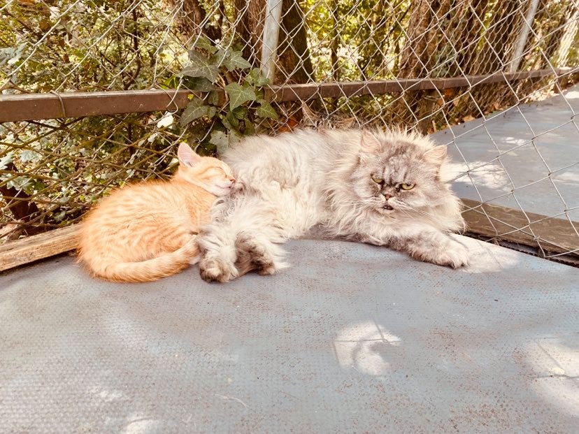 Pension pour chat