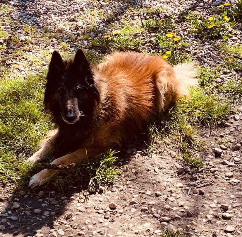 Pension pour chien