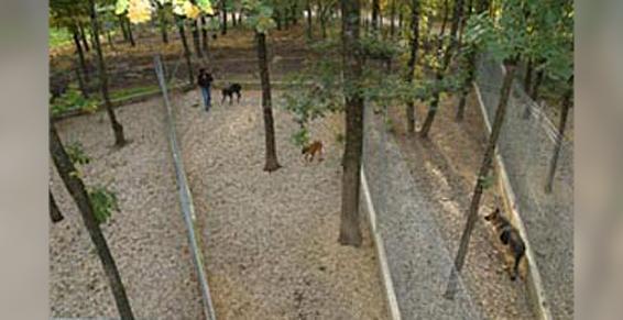 Pension chien