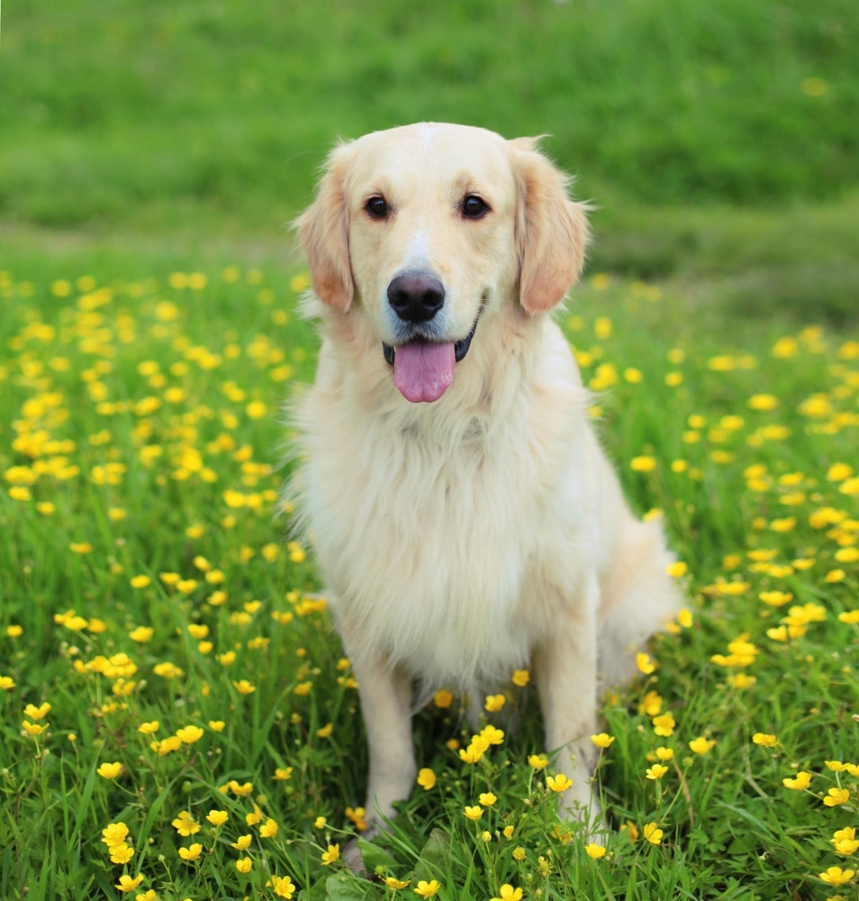 Beautiful,Happy,Young,Golden,Retriever,Dog,Outdoors,Sitting,On,Green