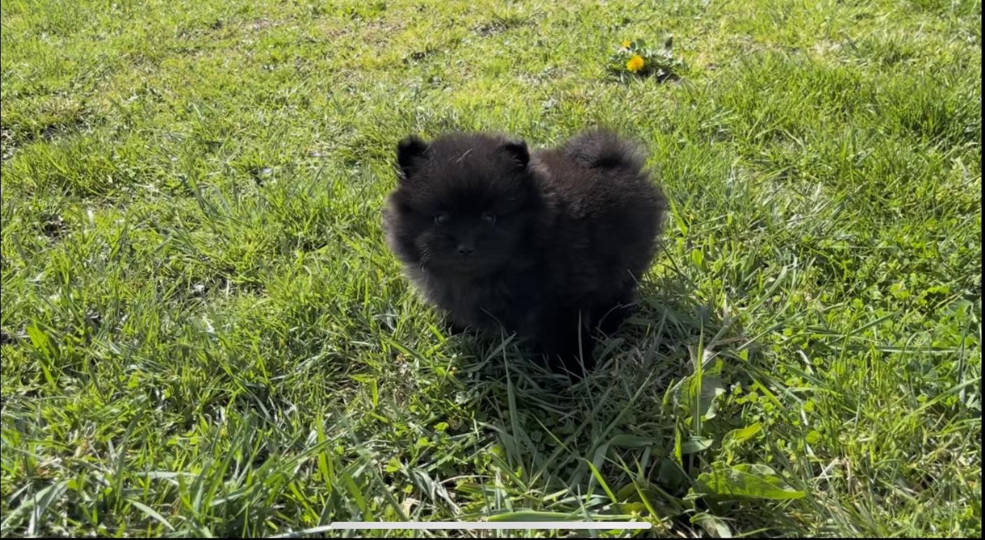 Spitz Elevage de la Planque - 2023