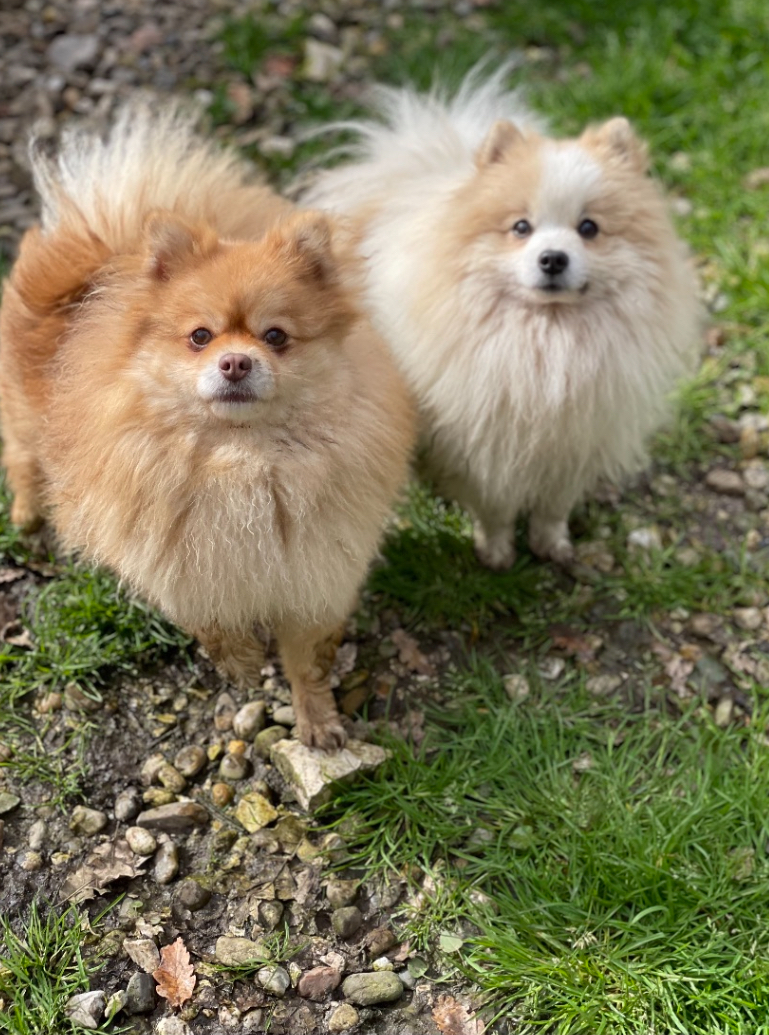 spitz-Male-Femelle