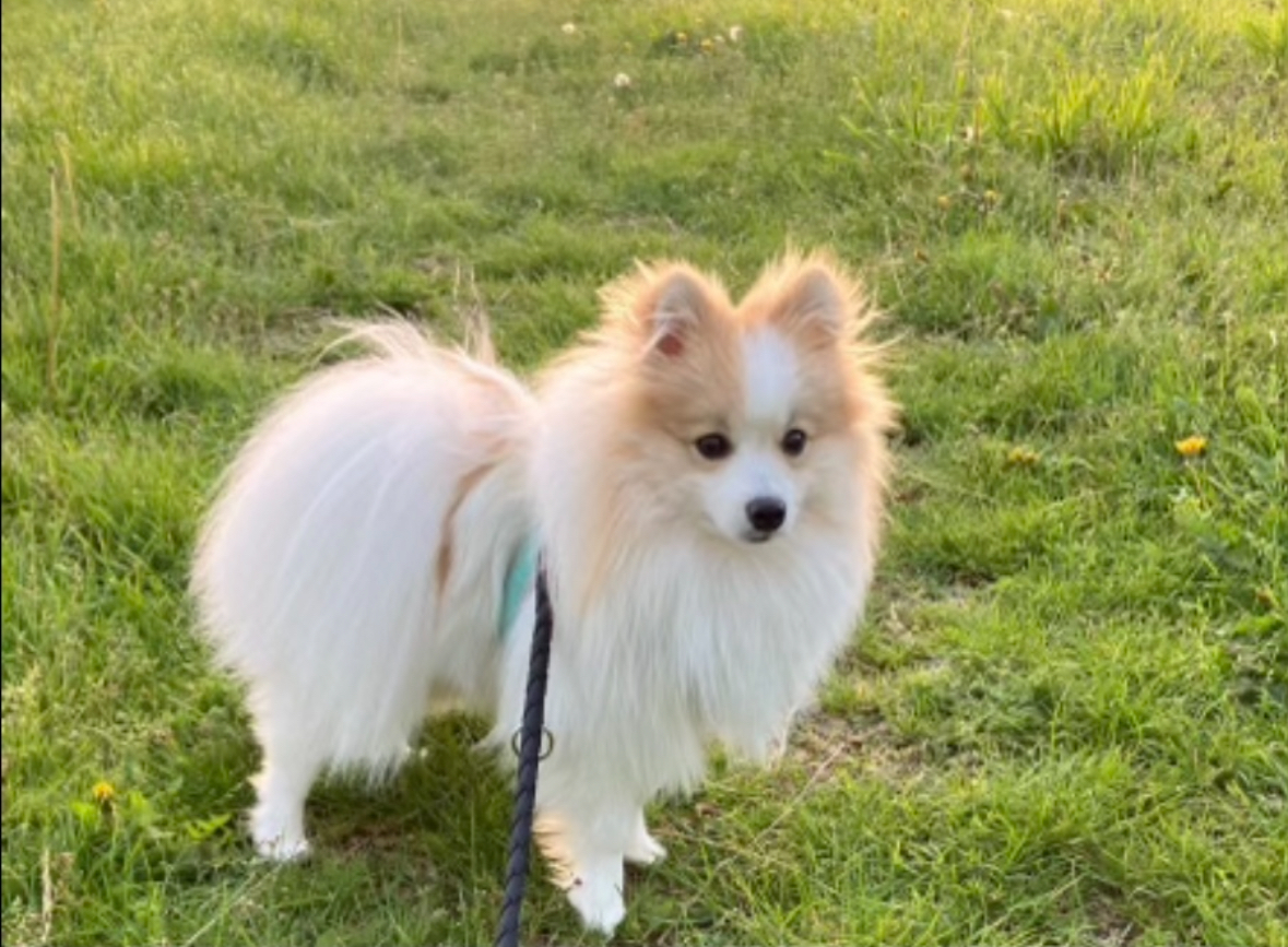 spitz-Male-cacahete