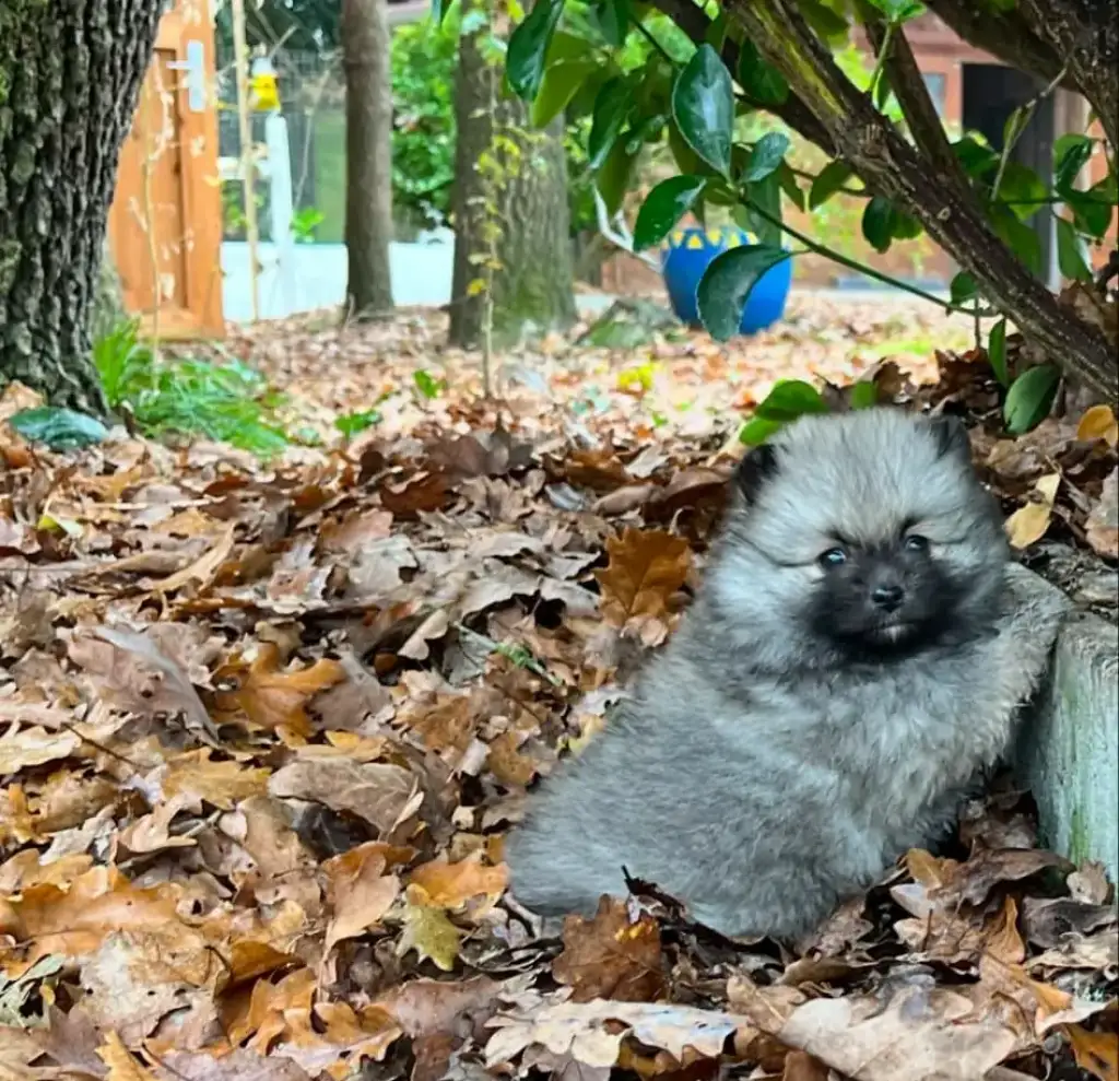 spitz-nain-christina-gris-loup
