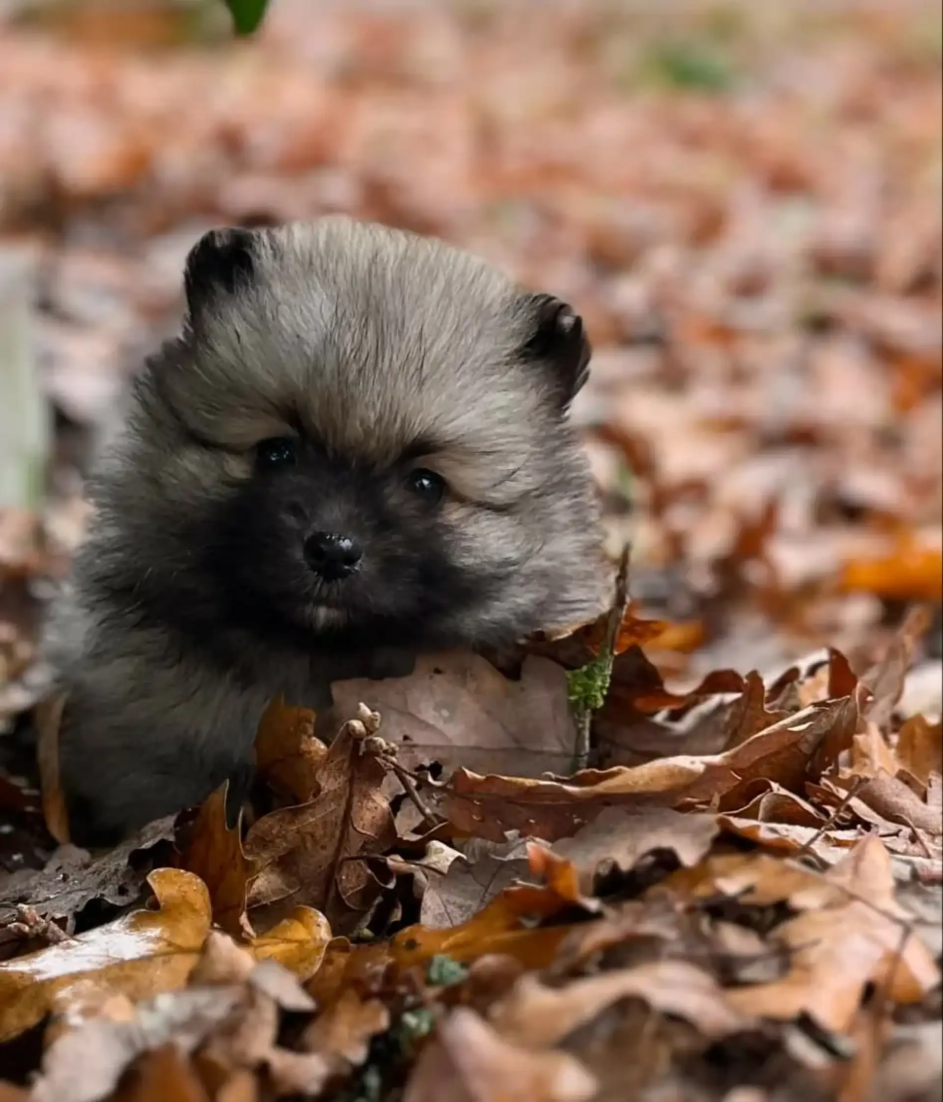 spitz-nain-gris-loup