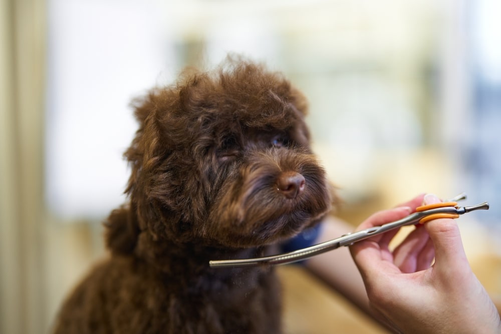 Toilettage professionnel d'un caniche marron aux ciseaux Chiot caniche marron se faisant toiletter avec des ciseaux courbés professionnels dans un salon de toilettage.