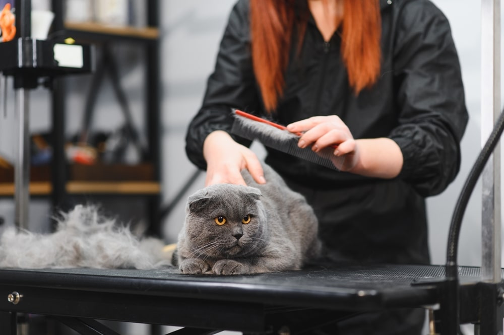 Brossage de chat gris en salon de toilettage professionnel Toilettage d'un chat gris aux yeux oranges par une toiletteuse avec un peigne rempli de poils dans un salon.