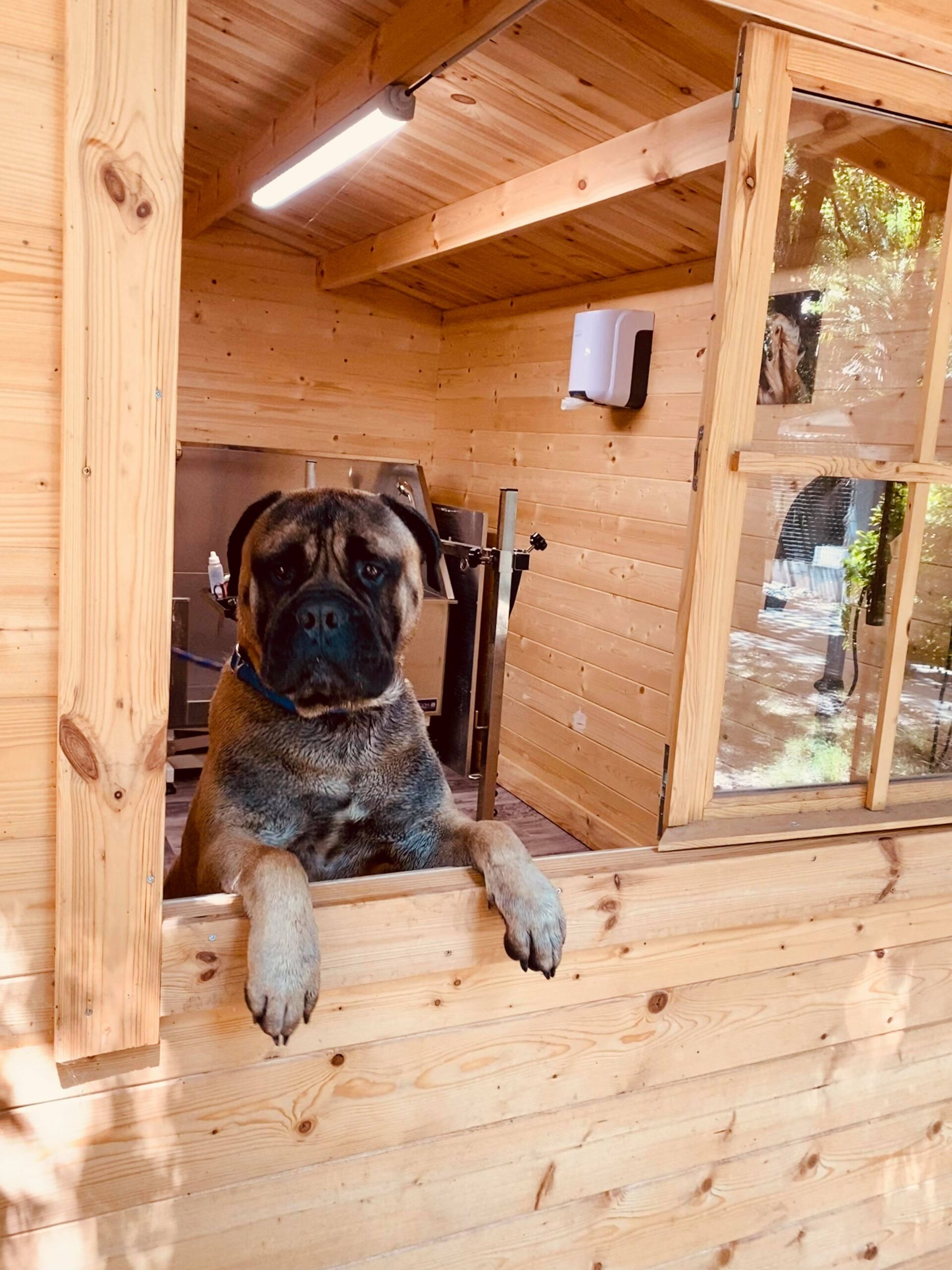 Toilettage pour chien