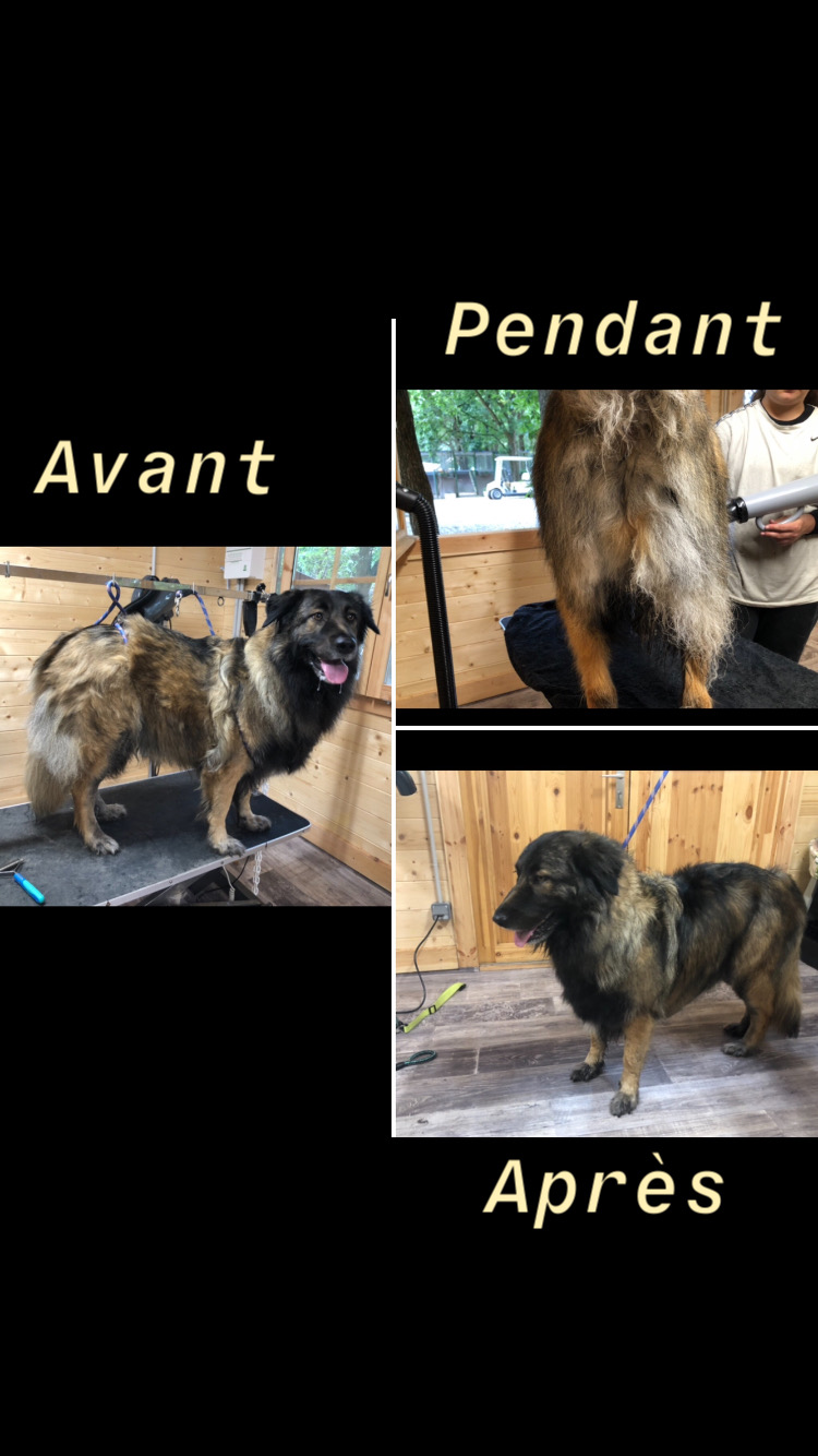 Salon de toilettage pour animaux