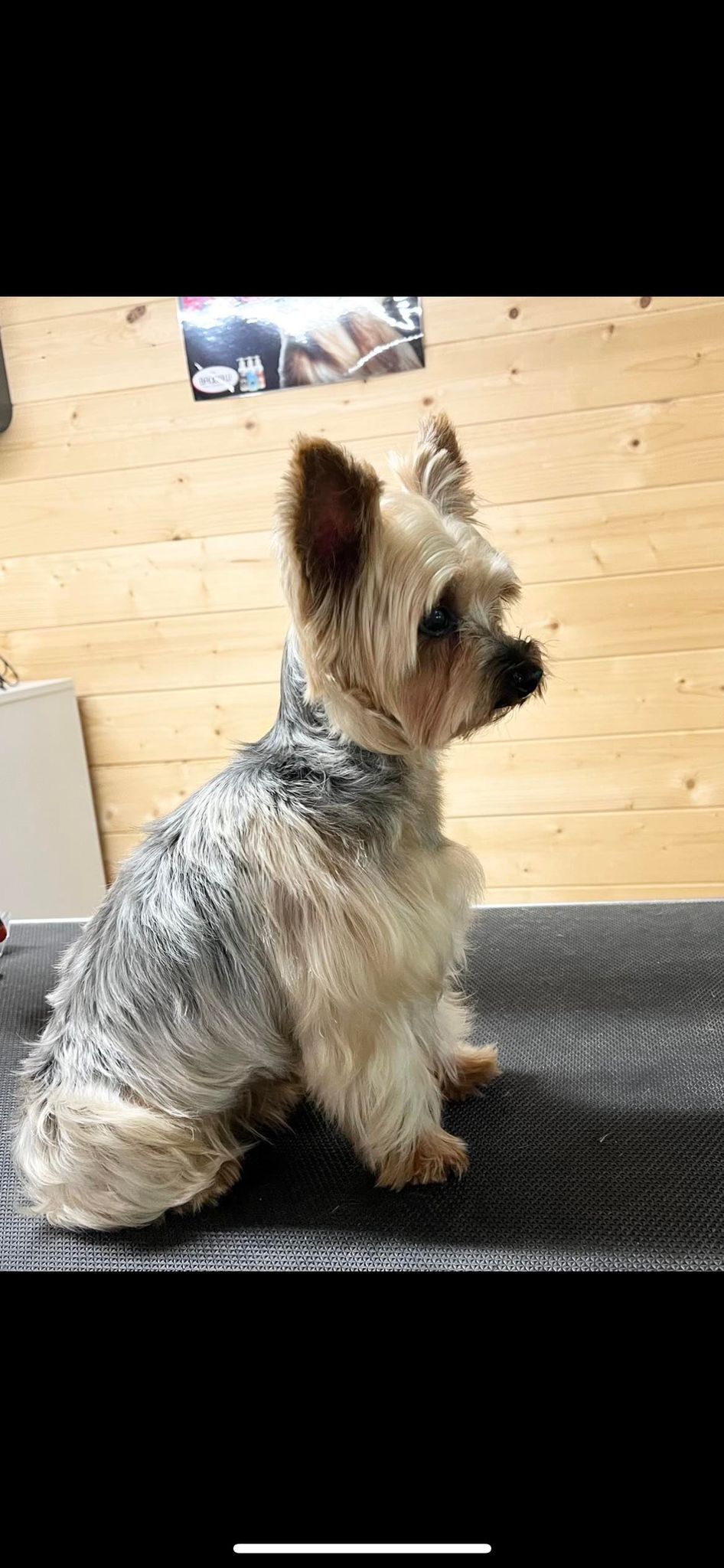 Salon de toilettage pour animaux - Yorkshire