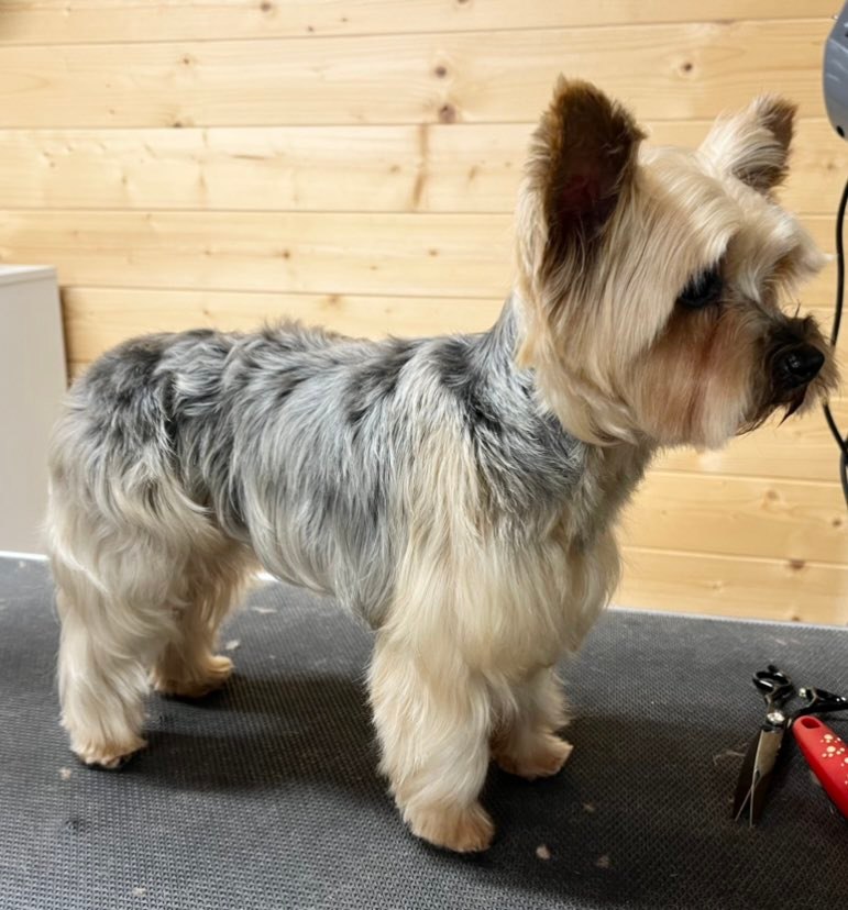 Salon de toilettage pour animaux - Yorkshire